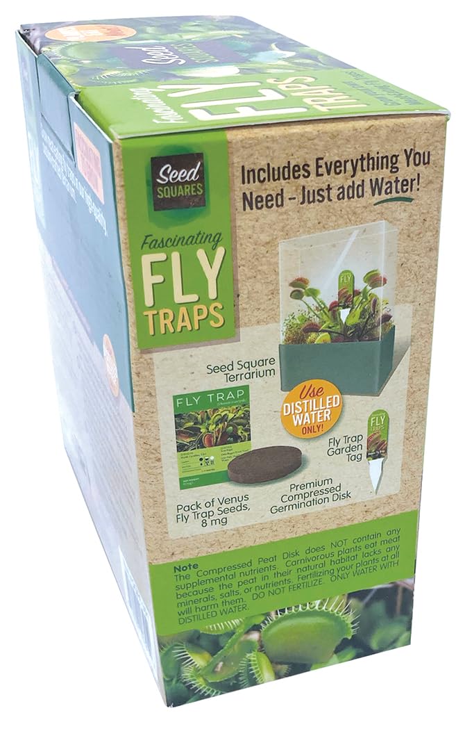 Indoor setup of Venus Fly Trap terrarium