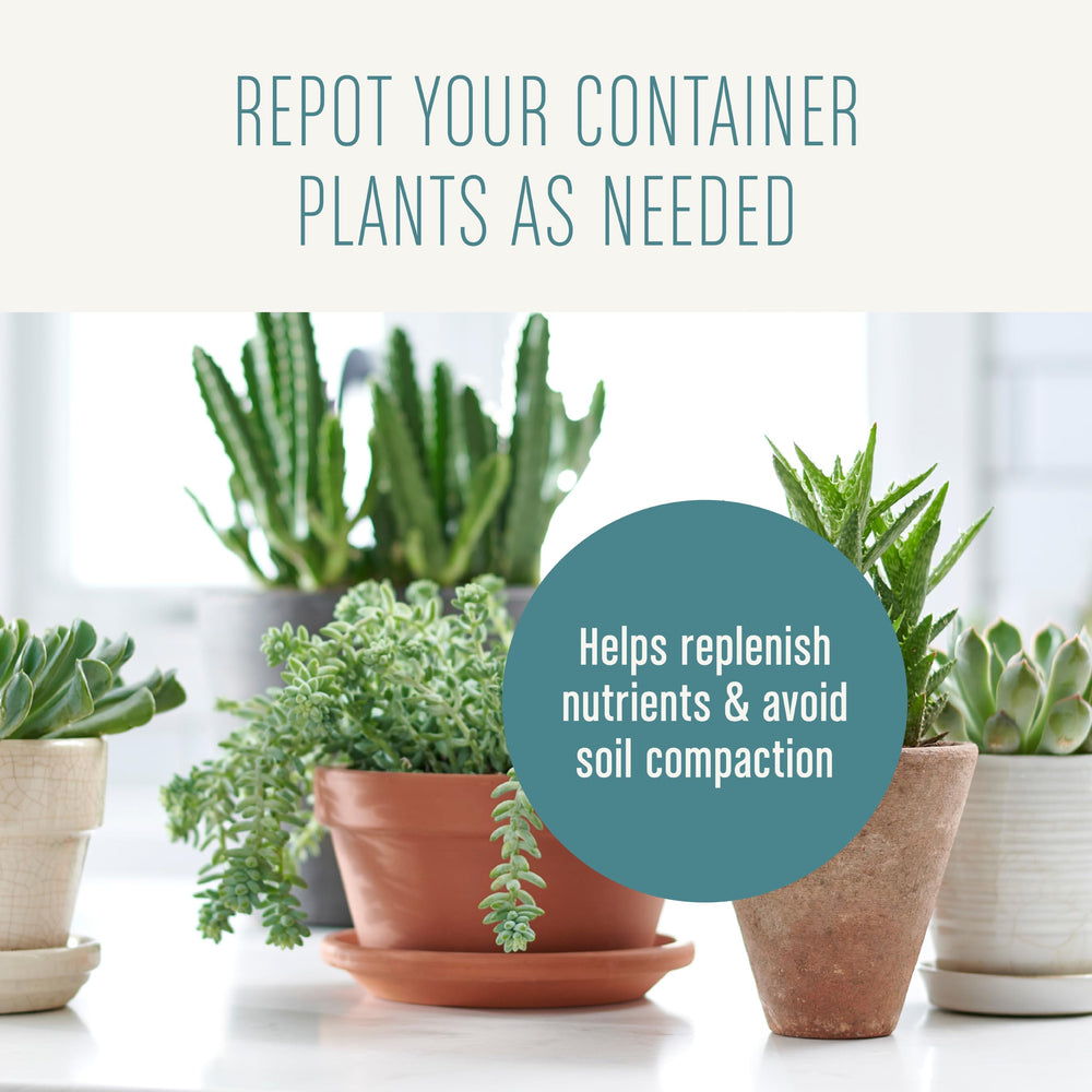 Indoor succulent garden with Miracle-Gro soil