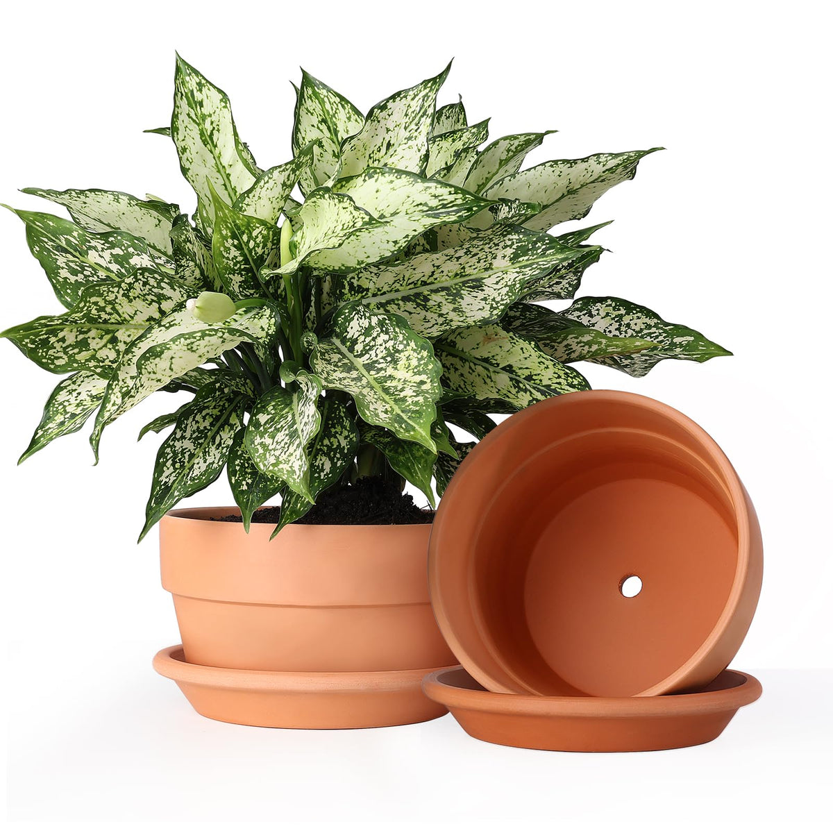 INGOFIN 8 Inch terracotta pot front view with saucer