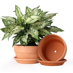 INGOFIN 8 Inch terracotta pot front view with saucer