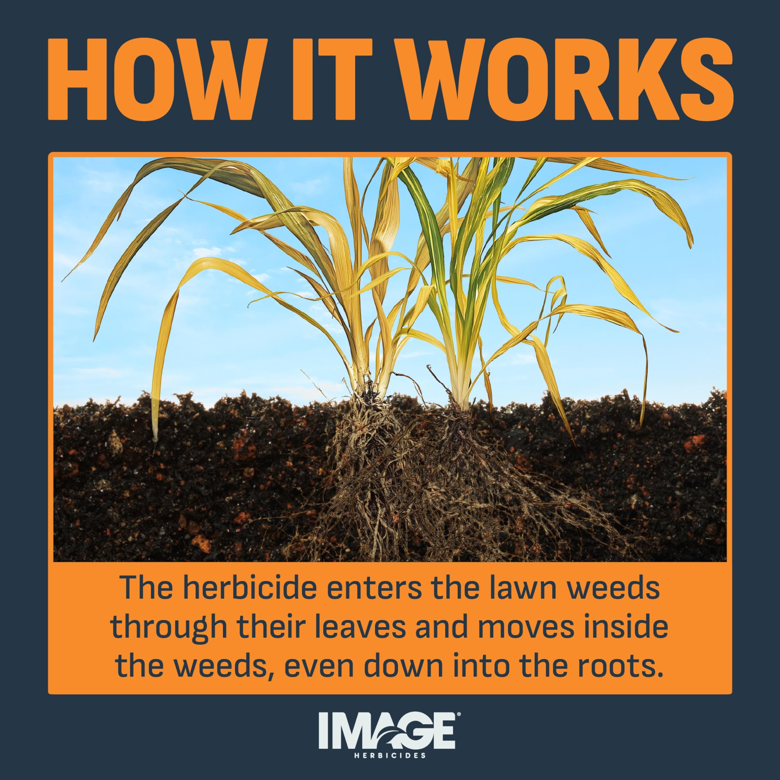 Ingredients list of Image Lawn Weed & Crabgrass Killer