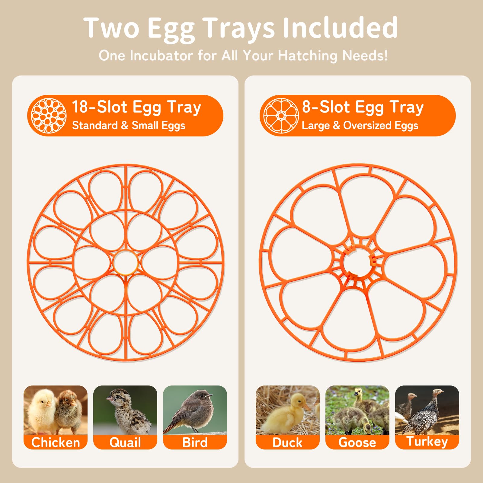 Inside view of Apdoe Egg Incubator with eggs