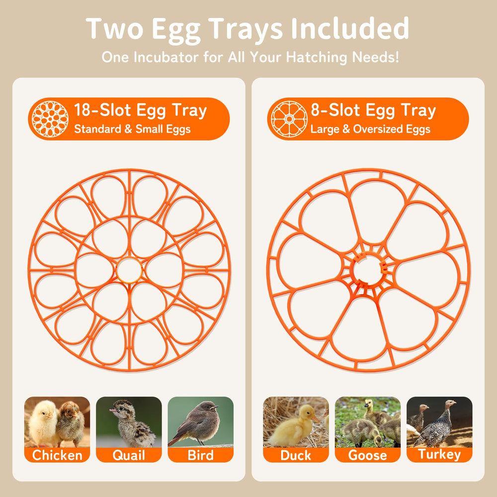 Inside view of Apdoe Egg Incubator with eggs