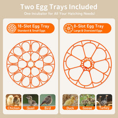 Inside view of Apdoe Egg Incubator with eggs