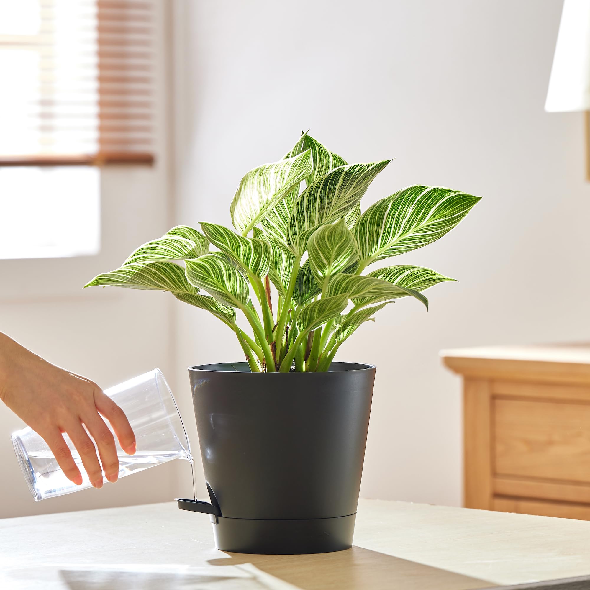 Inside view of FaithLand planter pot with cotton rope
