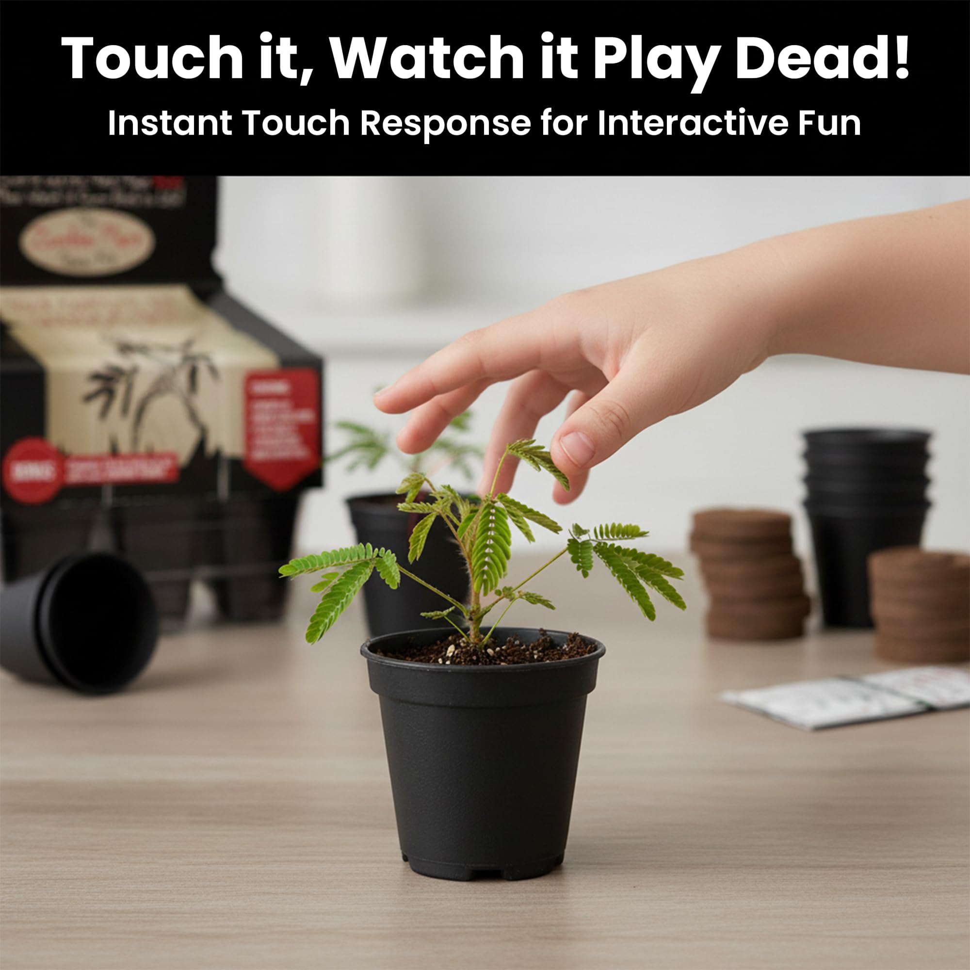 Inside view of TickleMe Plant Grow Kit with seeds and soil pellets