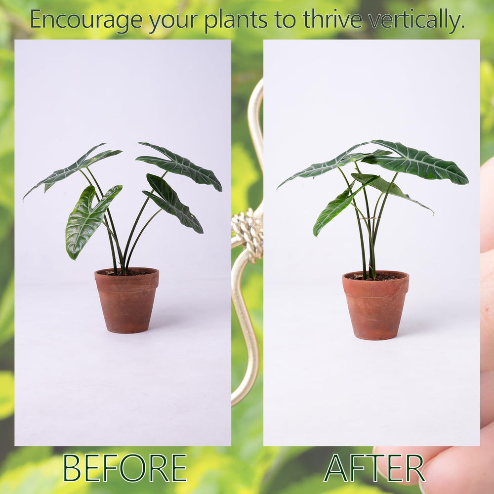 Installation of Goooxim Monstera Plant Support Hook on a plant