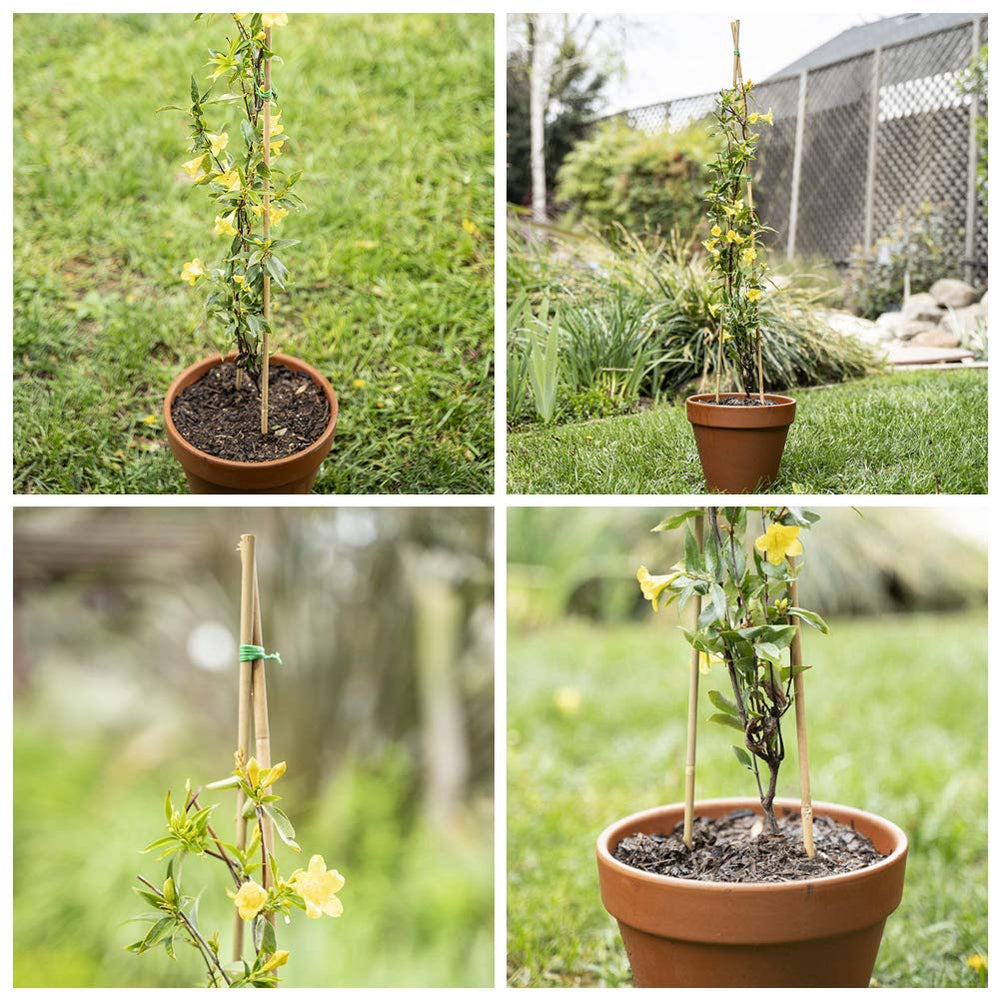 Installation of Mininfa bamboo stake in garden soil