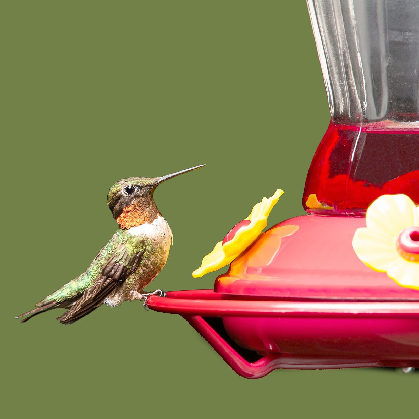 Installation of Patelai Flower Replacement in Hummingbird Feeder