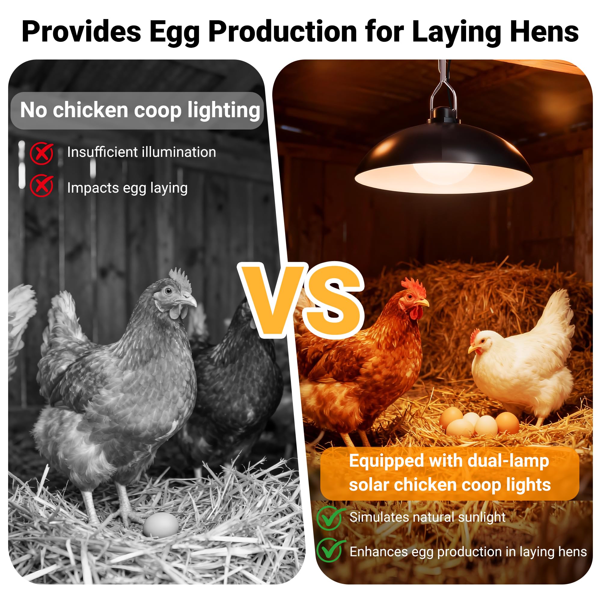 Installation of redaica Solar Chicken Coop Light in coop