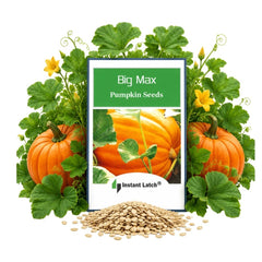 Instant Latch Big Max Pumpkin Seeds packet front view
