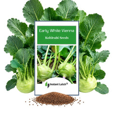 Instant Latch White Vienna Kohlrabi Seeds package front view