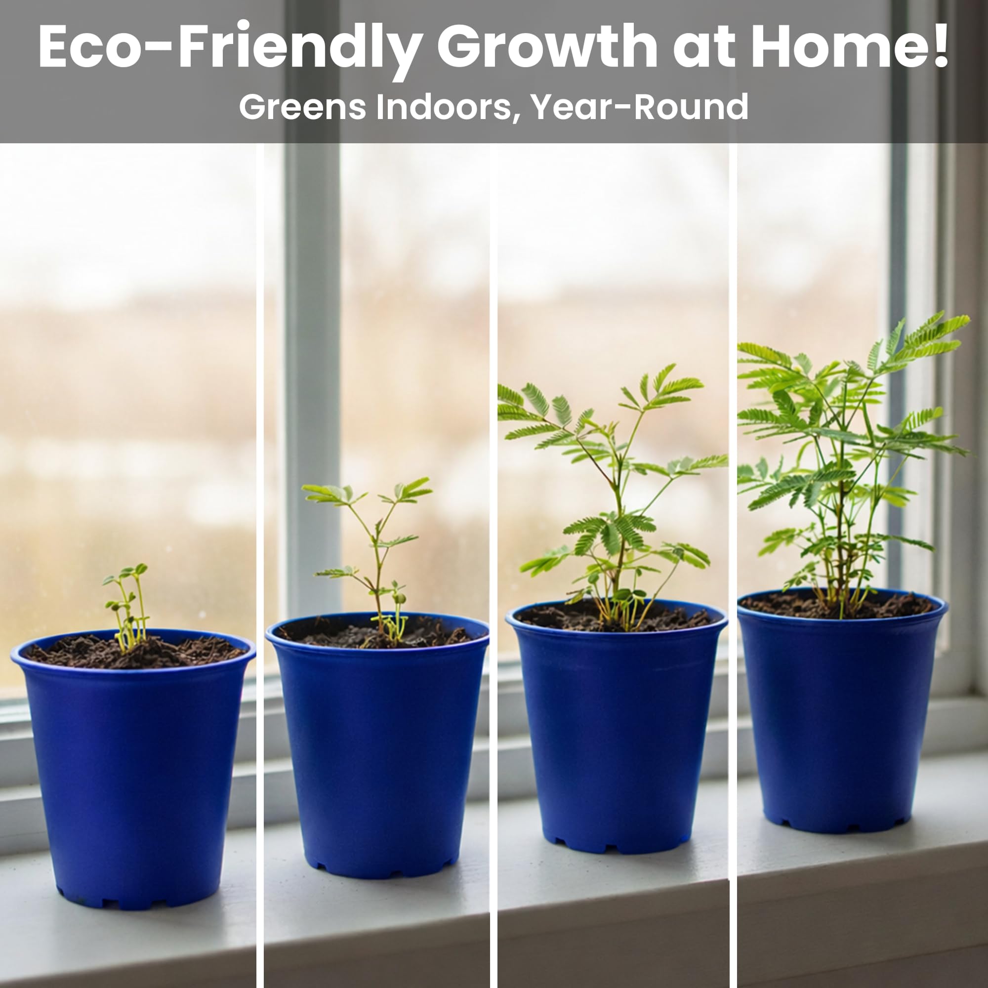 Instruction manual for growing TickleMe Plant