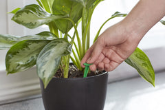 Instructional image showing how to use Miracle-Gro spikes