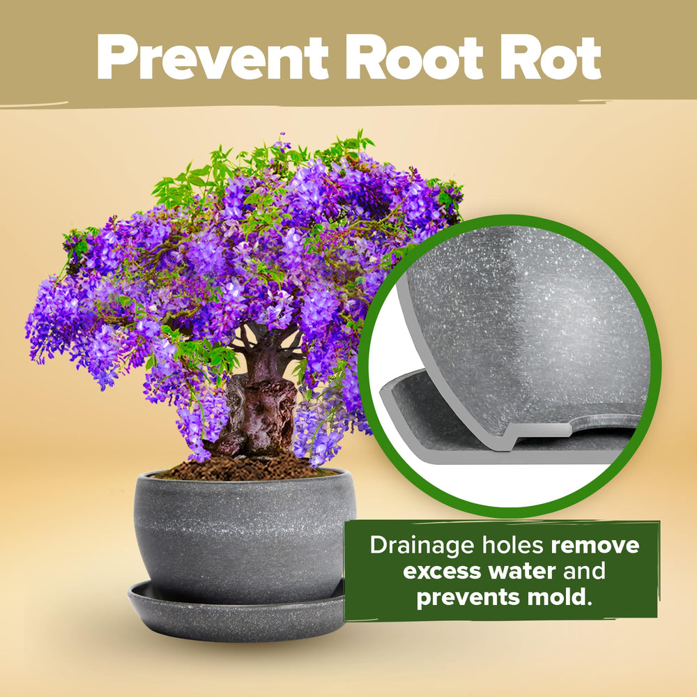 Instructions for growing bonsai trees included in the kit
