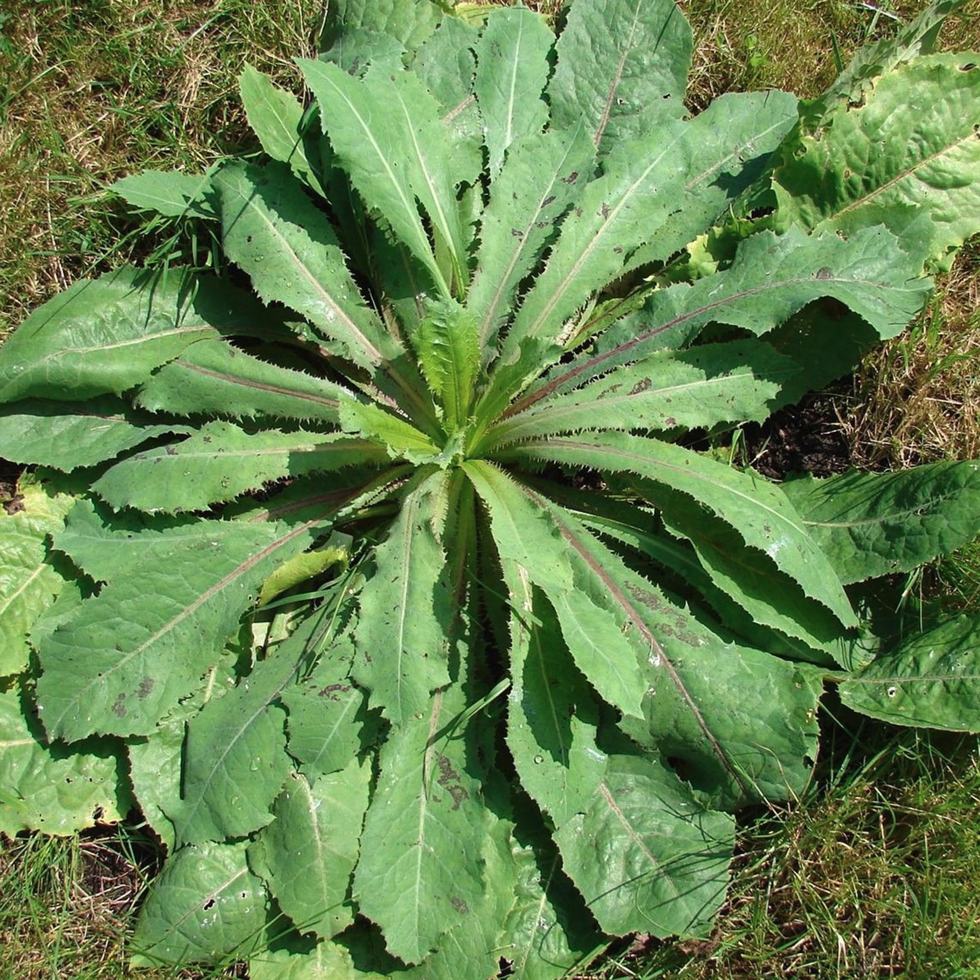 Instructions for growing Wild Lettuce seeds