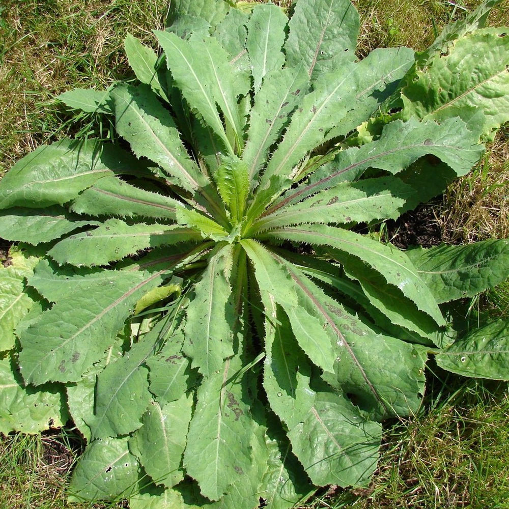Instructions for growing Wild Lettuce seeds
