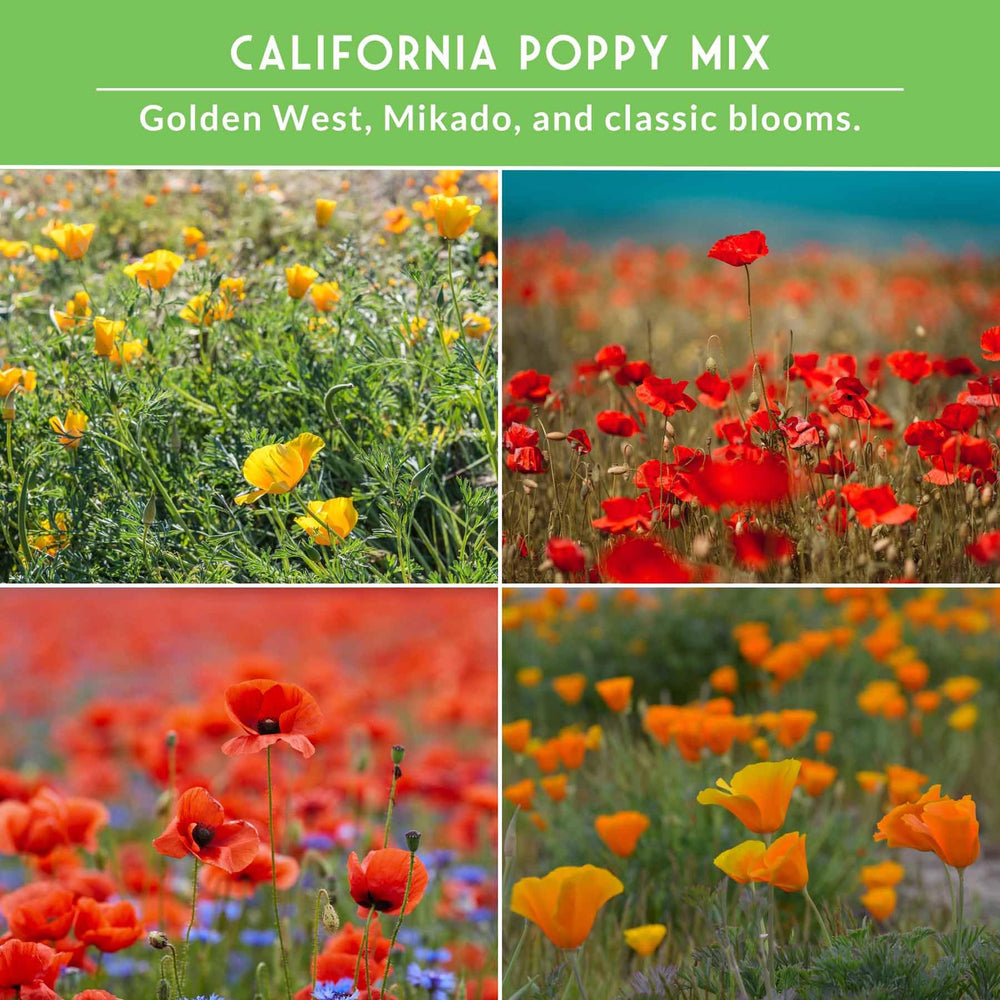 Instructions for planting and caring for poppy seeds