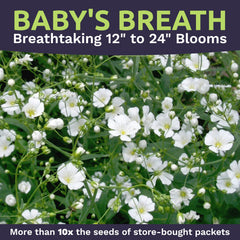 Instructions for planting Baby's Breath seeds