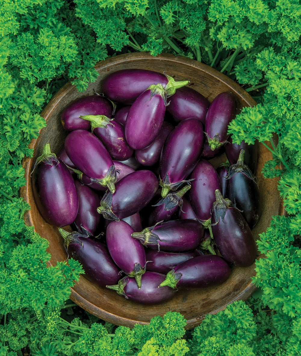 Instructions for planting Burpee Patio Baby Eggplant seeds