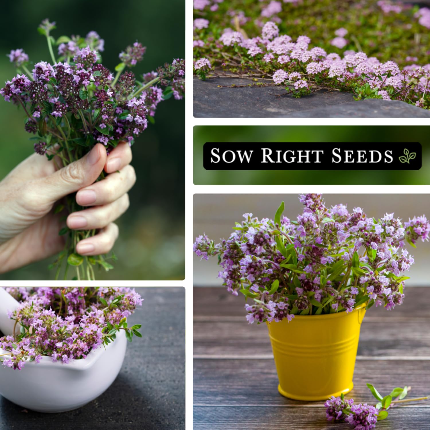 Instructions for planting Creeping Thyme seeds
