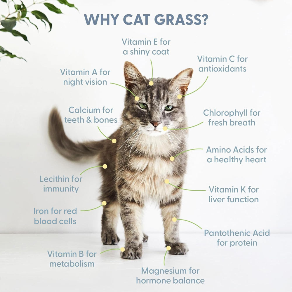 Instructions included in The Cat Ladies Cat Grass Growing Kit