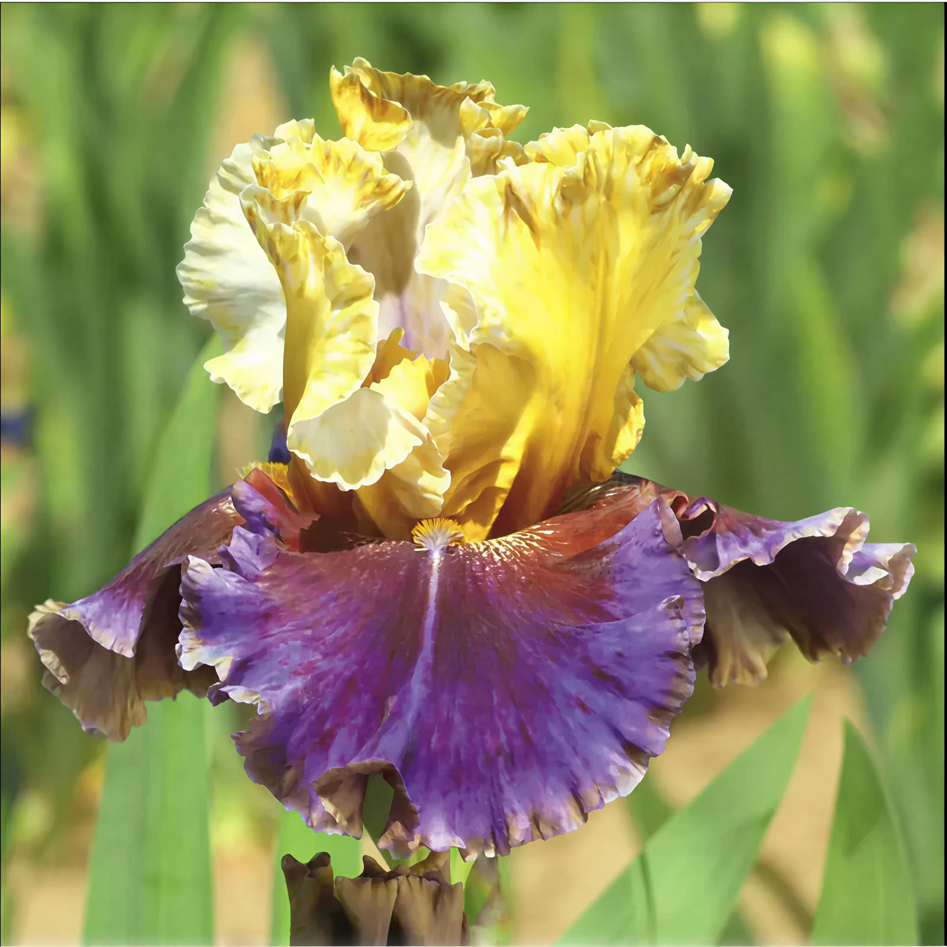 Iris flowers blooming in a garden setting