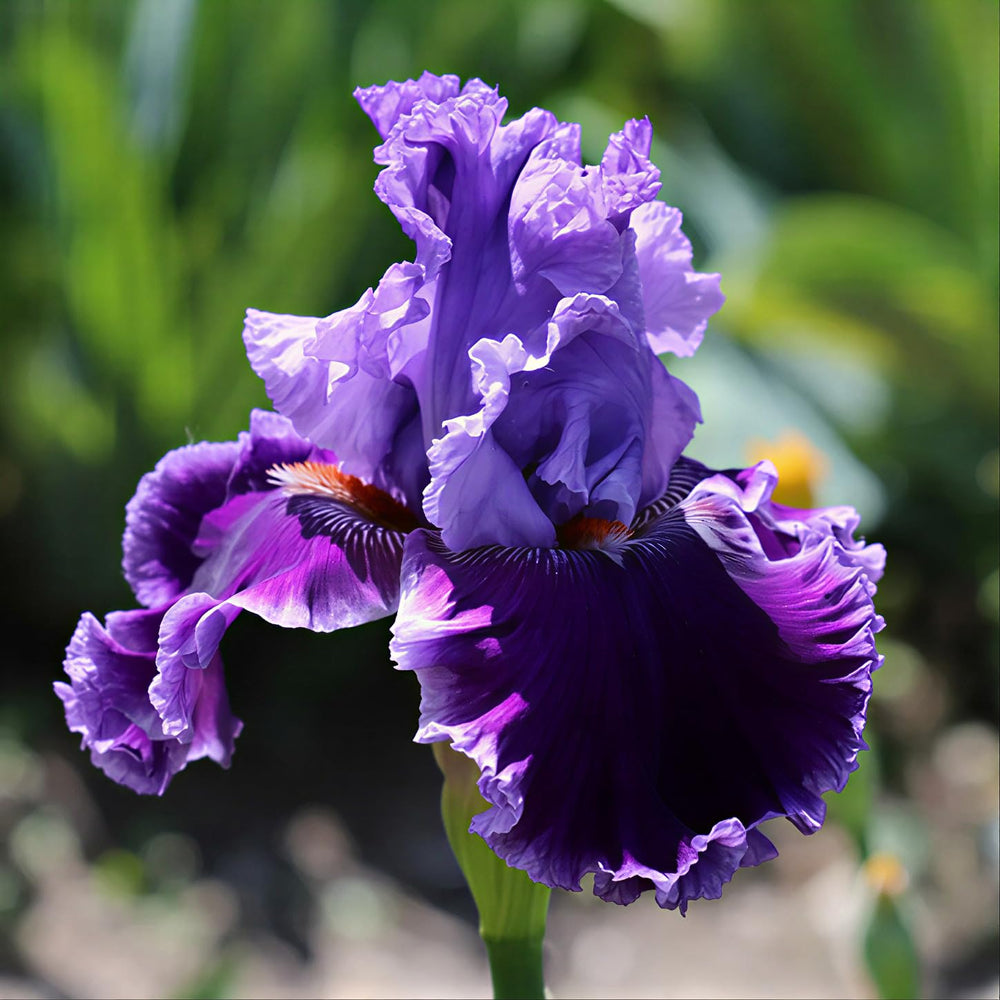 Iris flowers in a flowerbed with mixed colors