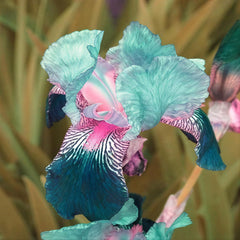 Iris seeds in hand showing size and quality