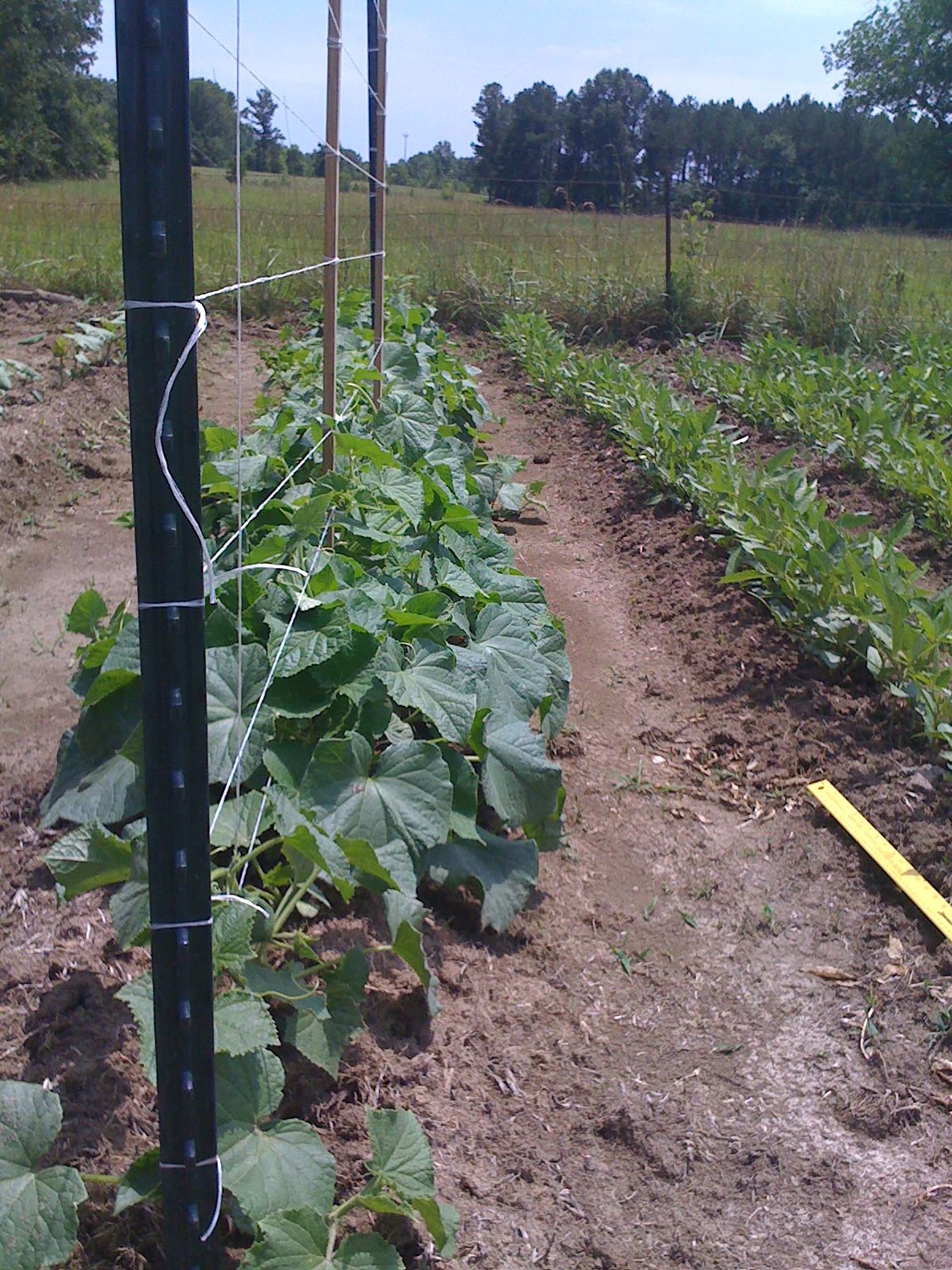 IRRIGATION-MART Tomato Tying Garden Twine 6300ft close-up of twine