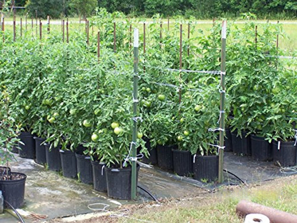 IRRIGATION-MART Tomato Tying Garden Twine 6300ft in garden setting