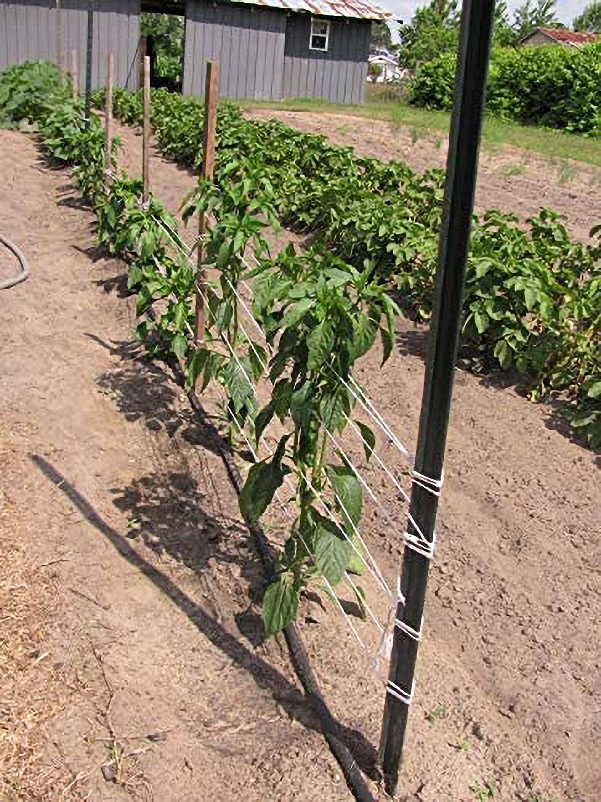 IRRIGATION-MART Tomato Tying Garden Twine 6300ft with belt loop slots