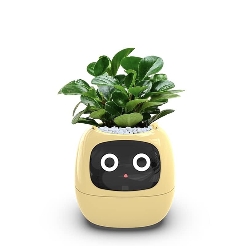 Itigoitie Smart Flowerpot AI Planter top view with 2 inch LCD screen