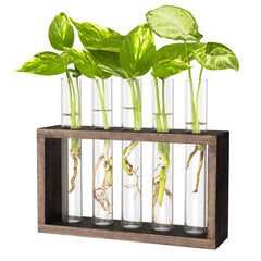 IVOLADOR I Propagation Station wooden stand with five test tubes