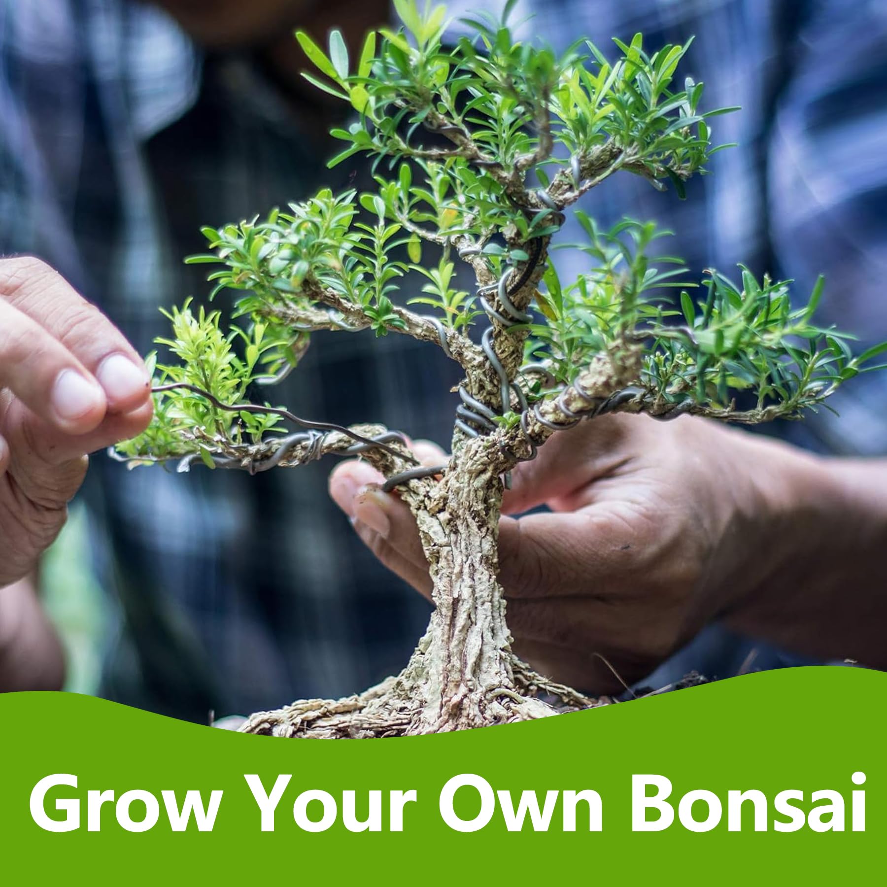 Jacaranda bonsai seeds in the LUOJIBIE kit