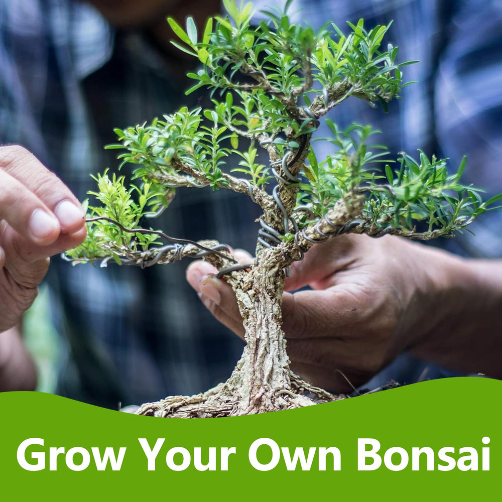 Jacaranda bonsai seeds in the LUOJIBIE kit