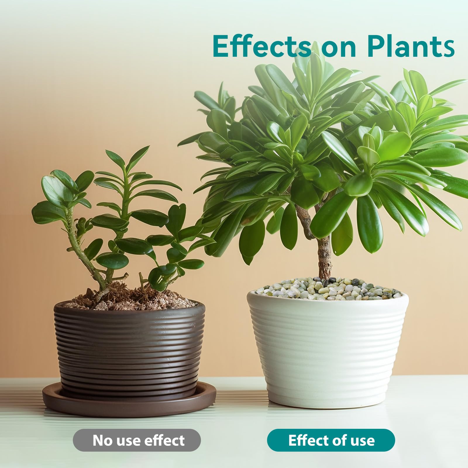 Jade pebbles improving a bamboo plant