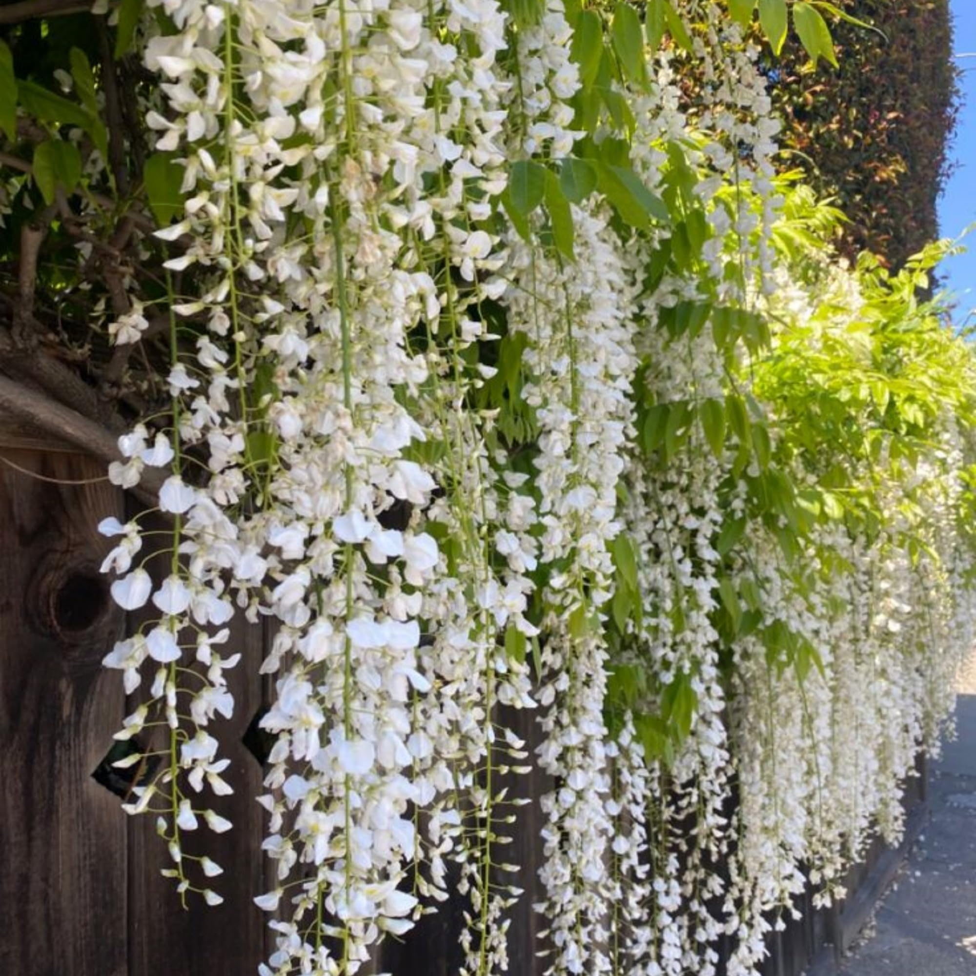 Jasmine flowers blooming in garden