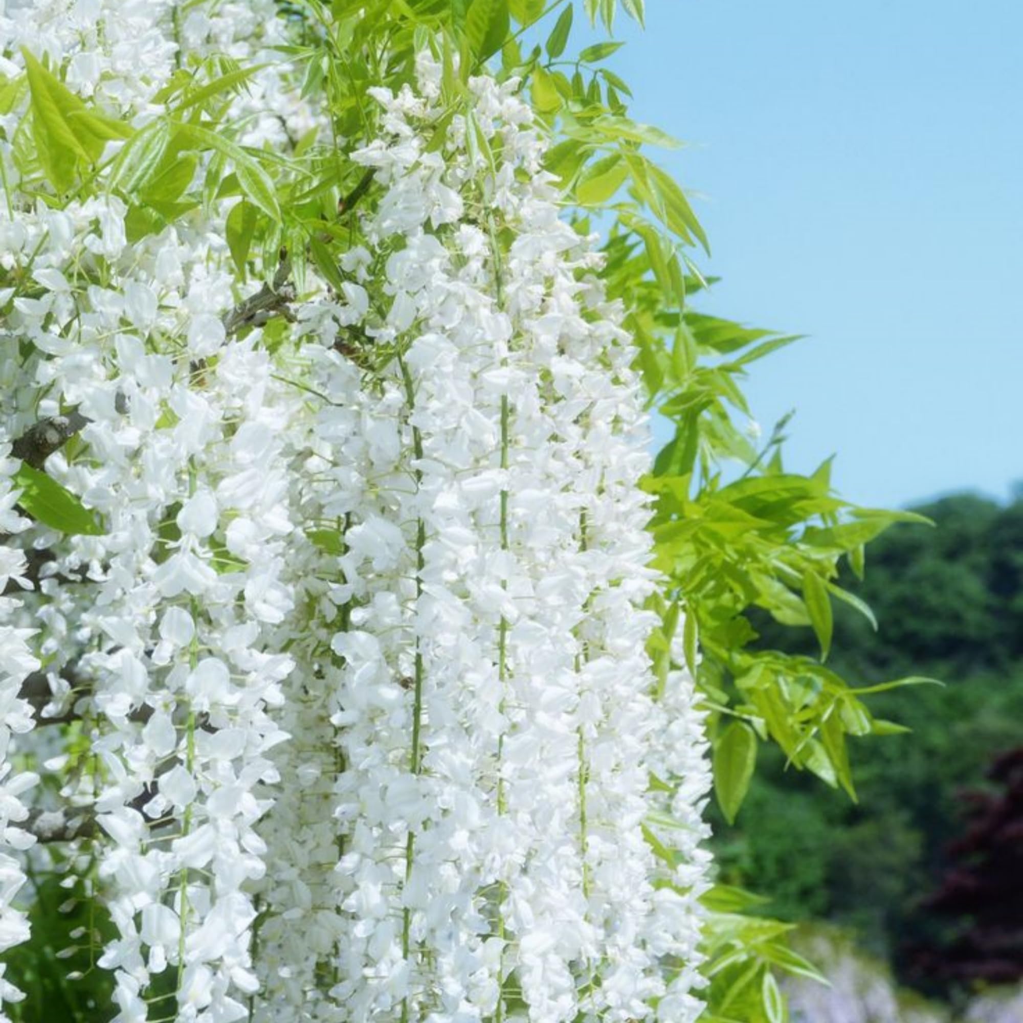 Jasmine plant climbing on trellis