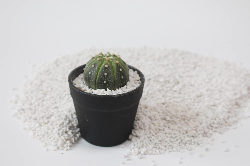 JFWOD Organic Perlite in a container garden