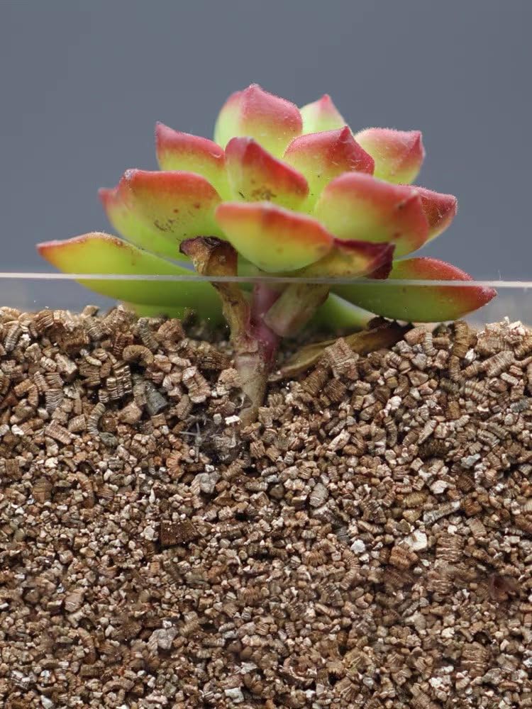 JFWOD Organic Vermiculite in a gardening setup
