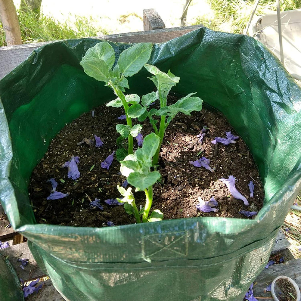 JJGoo Potato Grow Bag in use on a patio with vegetables