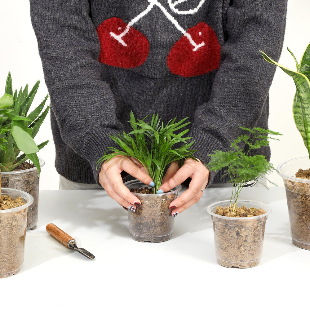 JNYONG 4 Inch Clear Nursery Pots in use with seedlings