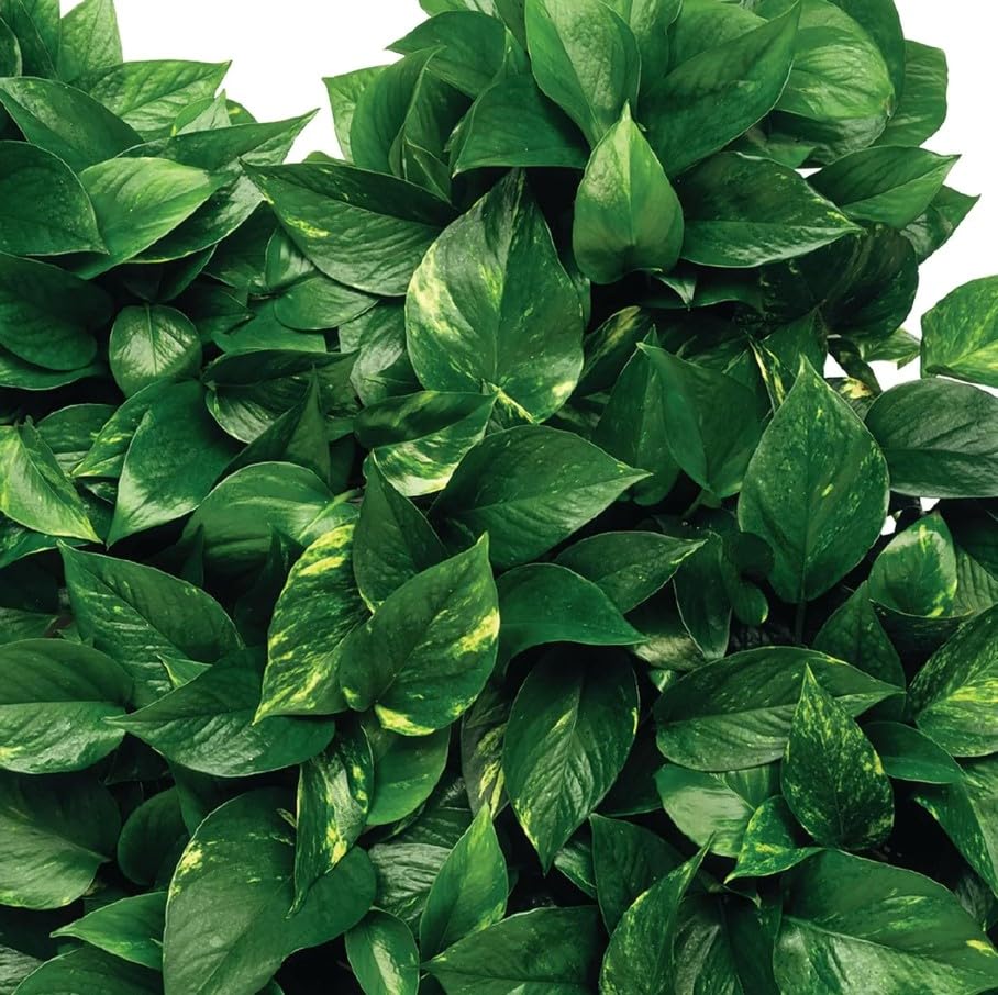 Jobe's Organics Houseplant Fertilizer Spikes on a wooden table