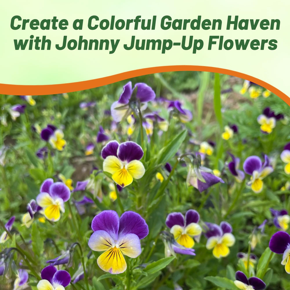 Johnny Jump Up Viola flowers planted in containers