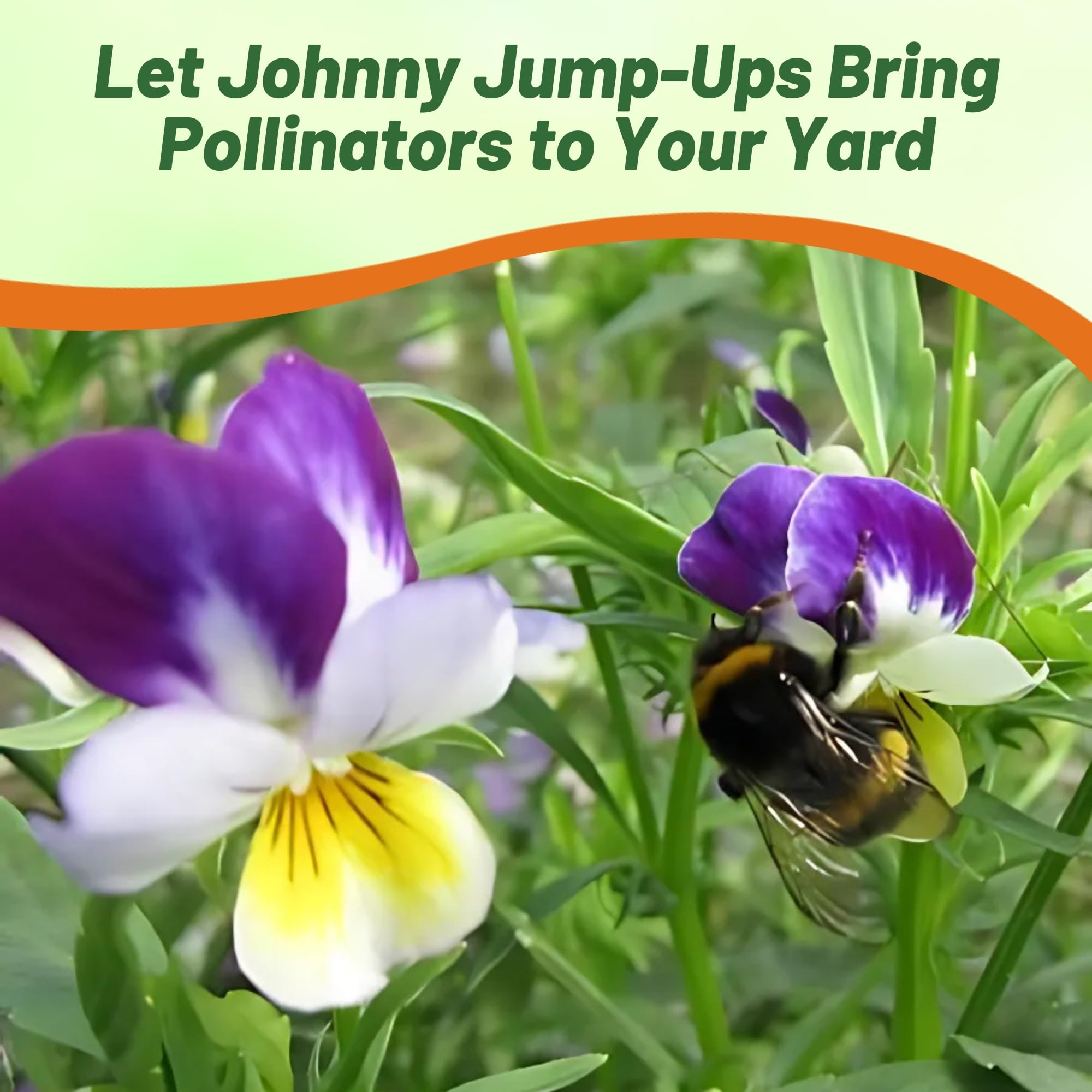 Johnny Jump Up Viola seeds with planting instructions