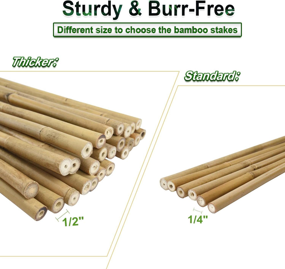 Jollybower bamboo stakes supporting tomato plants