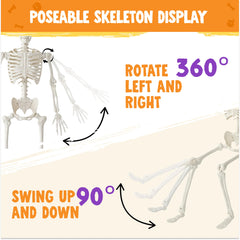 JOYIN 5 FT Skeleton displayed indoors for Halloween