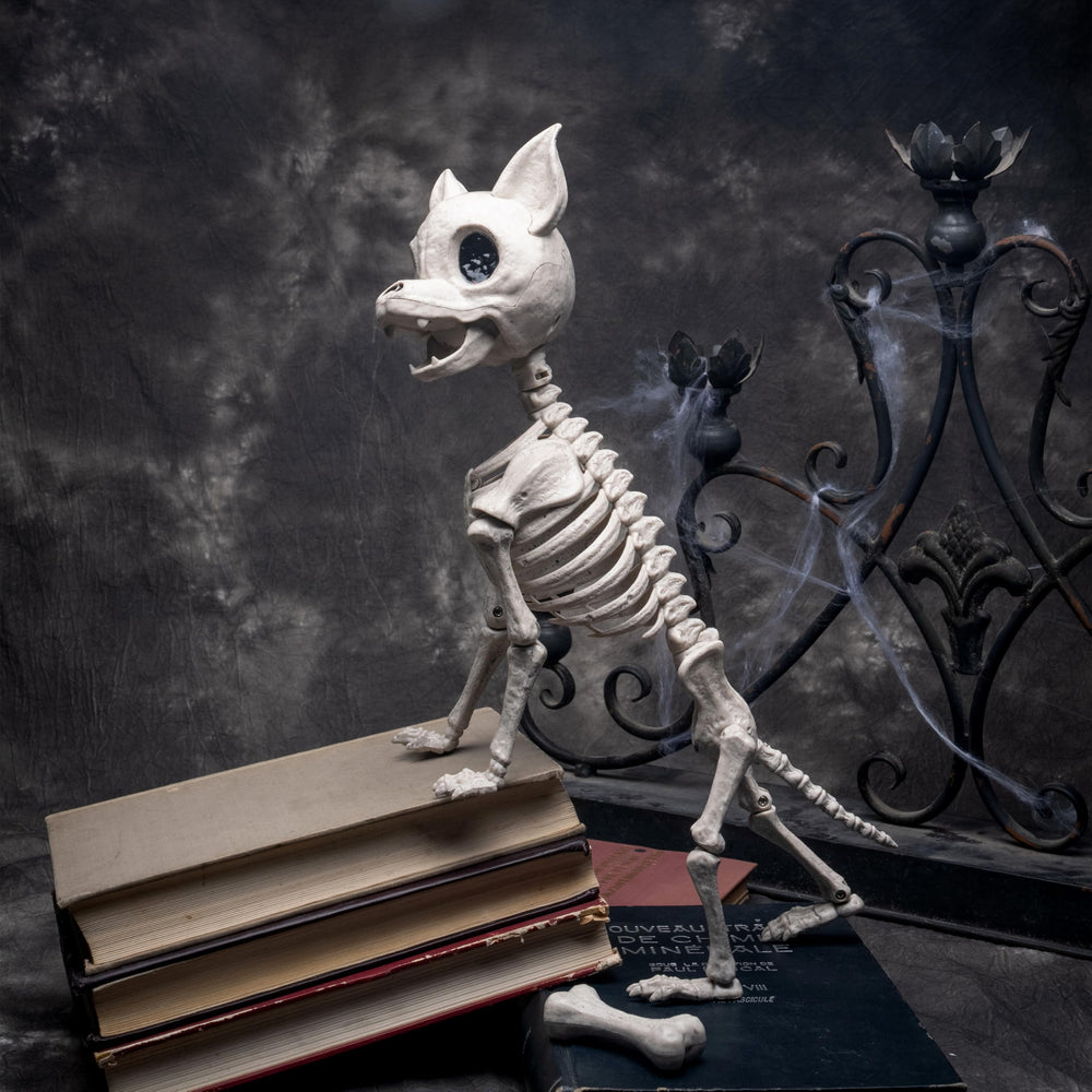 JOYIN Chihuahua skeleton close-up