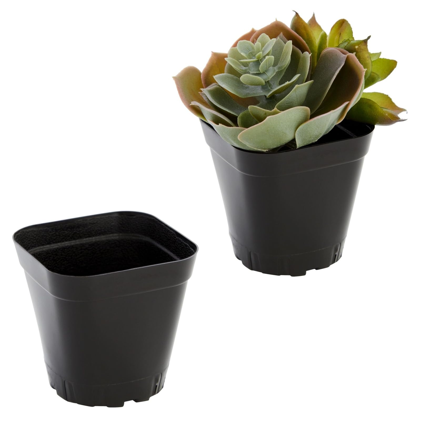 Juvale Square Nursery Pots showing optimal plant growth